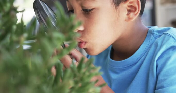 In a school setting, in a classroom, a young African American student examines a plant closely