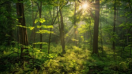 Obraz premium A serene, enchanting forest scene in early summer, 