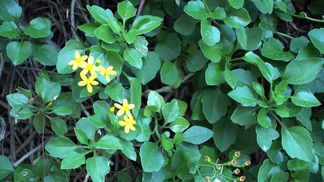 Senecio angulatus, creeping groundsel and Cape ivy, is succulent flowering plant in daisy family that is native to South Africa. Cape ivy is scrambling and twining herb