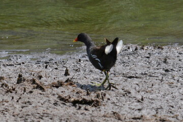 gallinella d'acqua