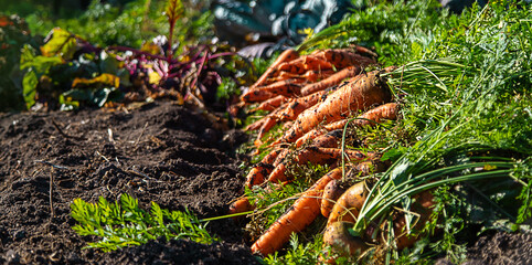 Carrot harvest in the garden. Selective focus.