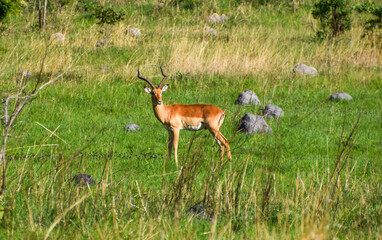 An impala antelope in a nature reserve in Zimbabwe.