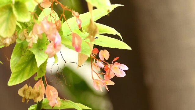 Begonia corallina Carriere Lucerna