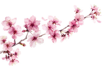 Elegant Cherry Blossom Branch - Isolated on Transparent White Background PNG