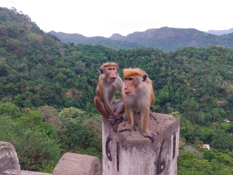 Joyful monkey couple in kandy road sri lanka. The view of the cement wall in this picture is "Number 61".