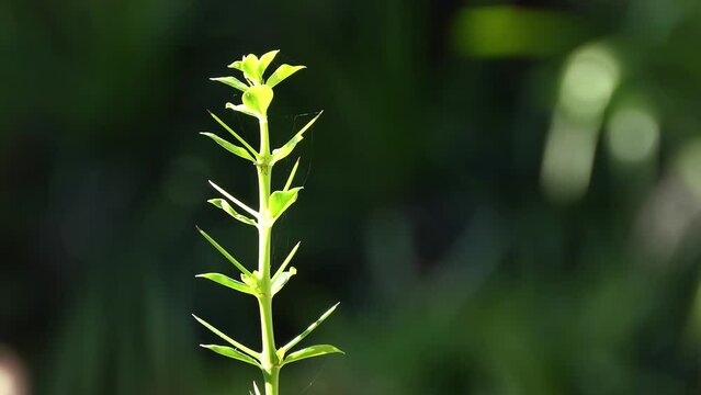 Catesbaea Spinosa (Lily Thorn) is spiny evergreen shrub. Family: Rubiaceae. It is from Cuba, Bahamas.