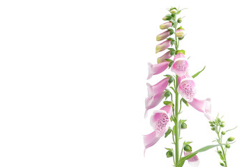 Delicate Pink Foxglove Flower Stem - Isolated on Transparent White Background PNG
 - obrazy, fototapety, plakaty