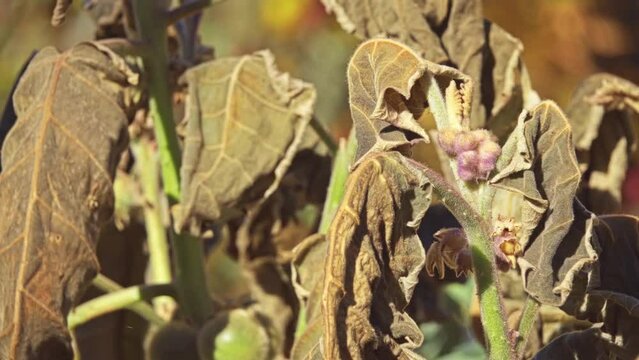 Solanum quitoense, known as naranjilla