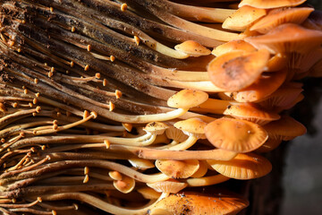 Hats and long legs of a large family of winter mushrooms (Flammulina velutipes)