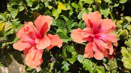 red rose bush