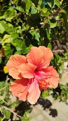 red hibiscus flower