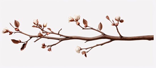 a branch with white flowers and brown leaves - Powered by Adobe