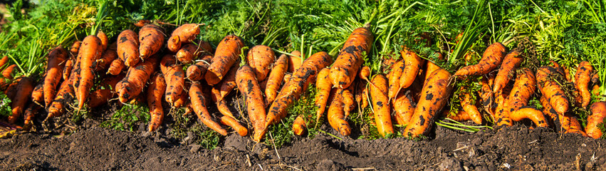 Carrot harvest in the garden. Selective focus.