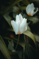 a close up of a flower with rain drops on it © Guillermo