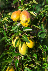 Pear harvest in the garden. Selective focus.