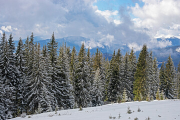 Obraz na płótnie Canvas snowy forest on the mountain resort on a sunny morning day. family active recreation