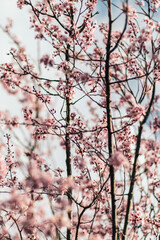 cherry blossom in the spring