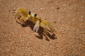 Ocypode quadrata crab in its natural habitat on the coast of Brazil
