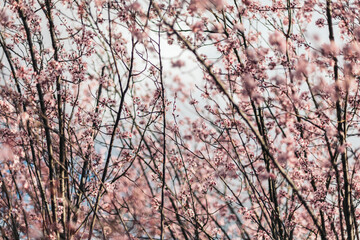 cherry blossom in the spring