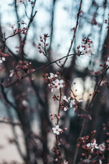 cherry blossom in the spring