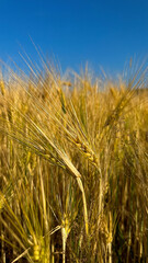 Wheat field in Germany