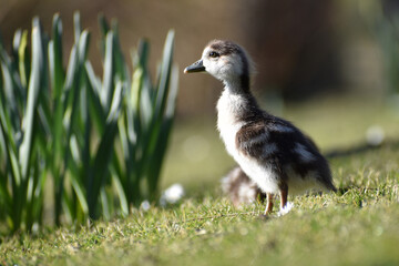 Baby Egyptian goose (Nijlgans)
