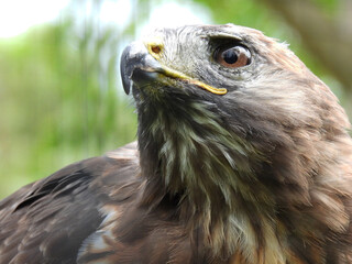 Buzzard (Buizerd)