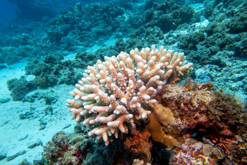 Naklejka na ściany i meble Colorful coral reef with Acropora coral (Scleractinia) at sandy bottom of tropical sea, underwater lanscape