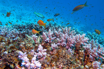 Naklejka na ściany i meble Colorful, picturesque coral reef at the bottom of tropical sea, hard corals pink acropora and fishes Anthias, underwater landscape