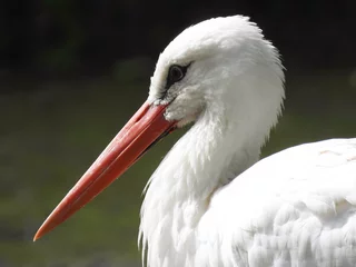 Möbelaufkleber Stork (Ooievaar) © Joey