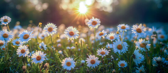 Close-up of a beautiful summer meadow with lots of flowers and sun rays in the background