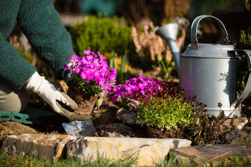 Person plants spring flowers in the garden
