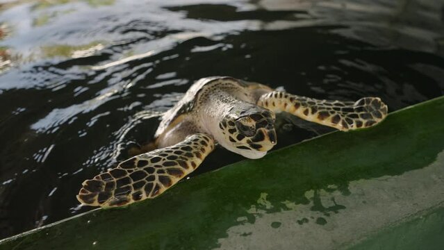 Adult sea turtle swimming in the hatchery pool in Sri Lanka. Adorable big turtle looks out of the pool water in the place for tourists. Amazing animal in the turtle hatchery on Bali. Close-up.