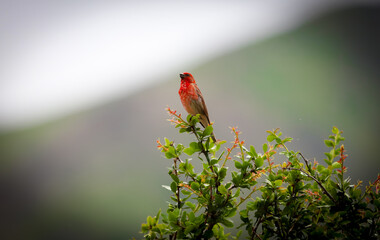 Common rosefinch ( carpodacus erythrinus ) male chirping in North of Pakistan