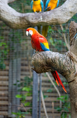 parrot in a park