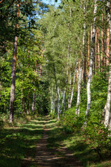 Birch grove on sunny autumn day, beautiful landscape through foliage and tree trunks