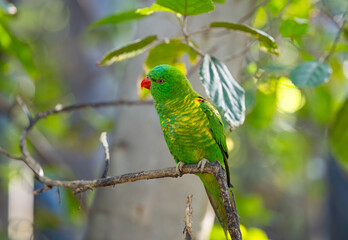 parrot in a park © ksena32