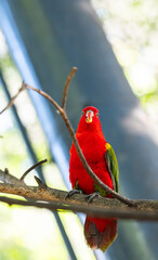 parrot in a park
