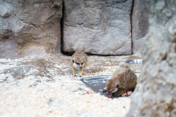 Meerkats eat raw meat at the zoo
