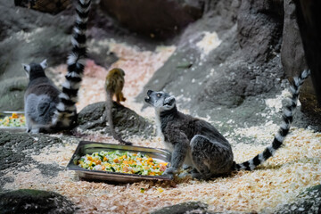 Fototapeta premium Lemurs eat vegetables at the zoo in saint petersburg