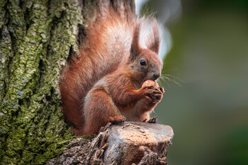 Naklejka na ściany i meble A red squirrel sits on the thin branch and eats a walnut toward the camera lens. Close-up portrait of a red fluffy squirrel with a dark green background with copyspace. 