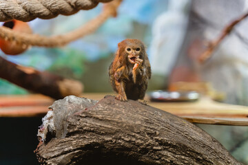The Common Marmoset (Callithrix jacchus) eats at the zoo