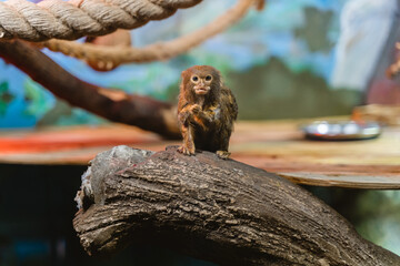 The Common Marmoset (Callithrix jacchus) eats at the zoo