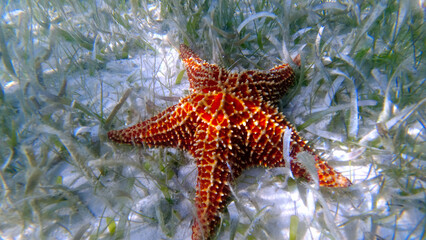 starfish in the caribbean sea