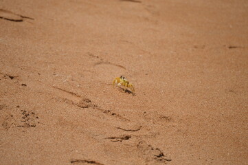 Ocypode quadrata crab in its natural habitat on the coast of Brazil
