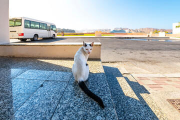A stray cat sits on steps along the waterfront Corniche with the mountains, city and harbor bay of Muscat Oman in view behind. - obrazy, fototapety, plakaty