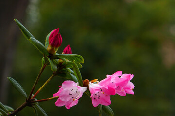 rhododendron - obrazy, fototapety, plakaty