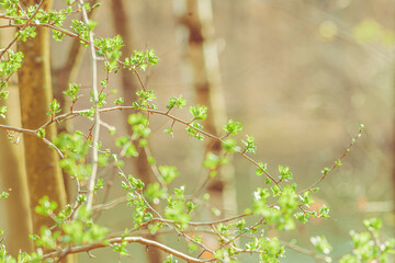 leaves in the forest