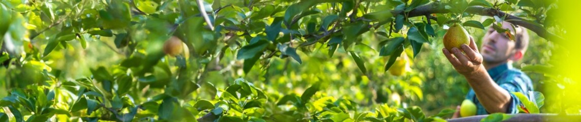 Pear harvest in the garden. Selective focus.