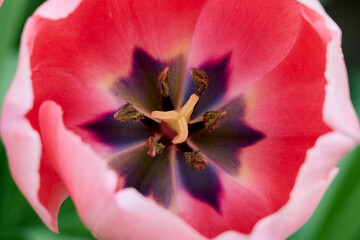 Fototapeta na wymiar tulip Salmon Impression with beautiful colors close-up